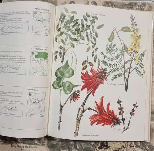Trees and Shrubs of the Witwatersrand Magaliesberg and Pilanesberg by Joan Van Gogh - Hardcover