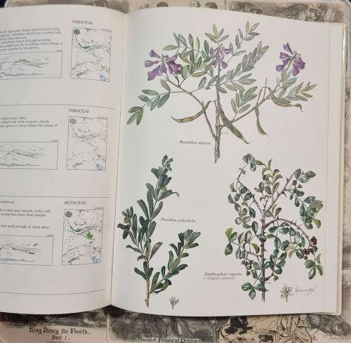 Trees and Shrubs of the Witwatersrand Magaliesberg and Pilanesberg by Joan Van Gogh - Hardcover