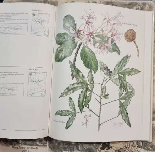 Trees and Shrubs of the Witwatersrand Magaliesberg and Pilanesberg by Joan Van Gogh - Hardcover