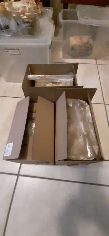 Mushroom Fruiting Blocks