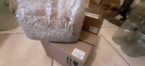 Mushroom Fruiting Blocks