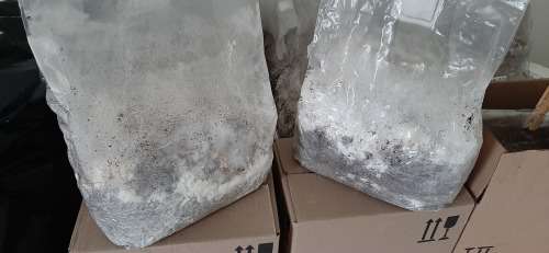 Mushroom Fruiting Blocks