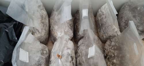 Mushroom Fruiting Blocks