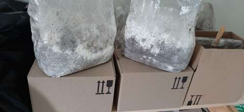 Mushroom Fruiting Blocks
