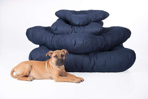 Dog donut bed square x-large