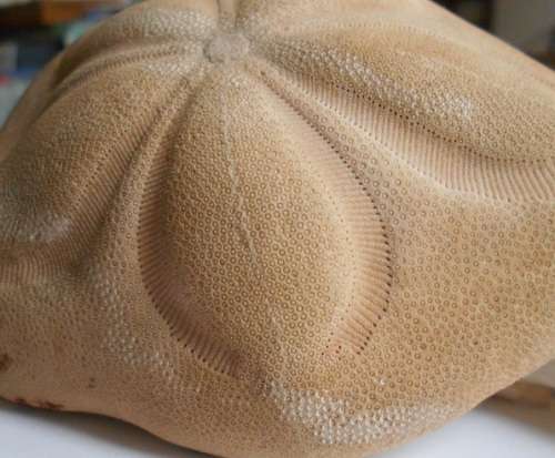 Coronado Sand dollar 13 x 138g - beautiful minute details -for a beachy bathroom window - SA only