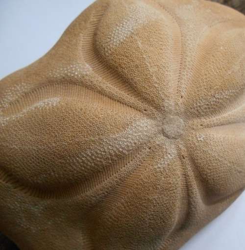Coronado Sand dollar 13 x 138g - beautiful minute details -for a beachy bathroom window - SA only
