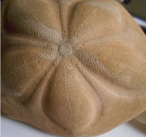 Coronado Sand dollar 13 x 138g - beautiful minute details -for a beachy bathroom window - SA only