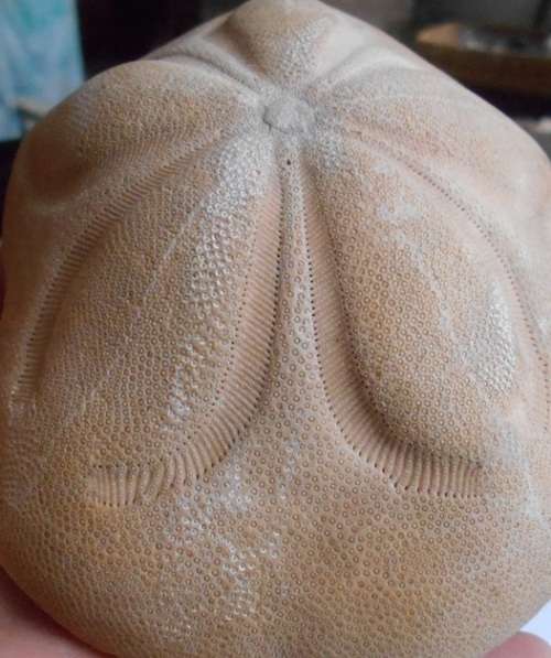 Coronado Sand dollar 13 x 138g - beautiful minute details -for a beachy bathroom window - SA only