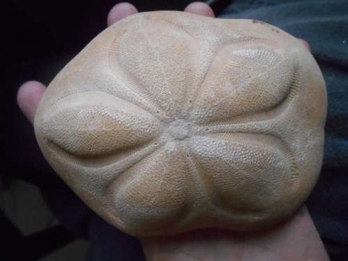 Coronado Sand dollar 13 x 138g - beautiful minute details -for a beachy bathroom window - SA only