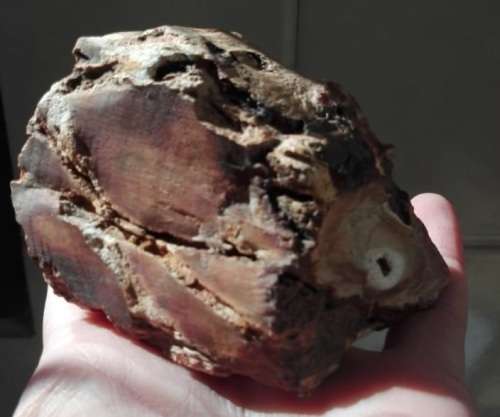RESERVED - Petrified Wood Specimen - 9cm long - 314g - African Fossilized wood
