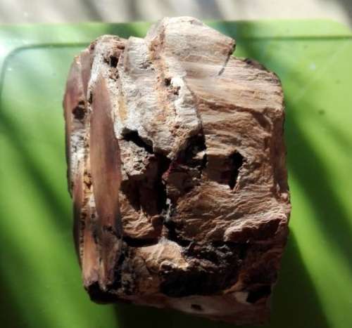RESERVED - Petrified Wood Specimen - 9cm long - 314g - African Fossilized wood