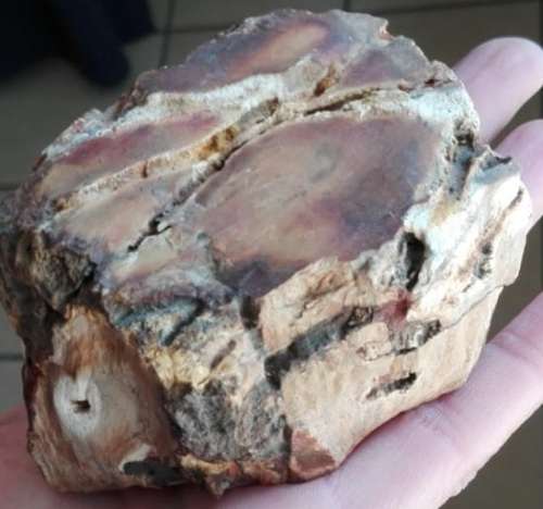 RESERVED - Petrified Wood Specimen - 9cm long - 314g - African Fossilized wood