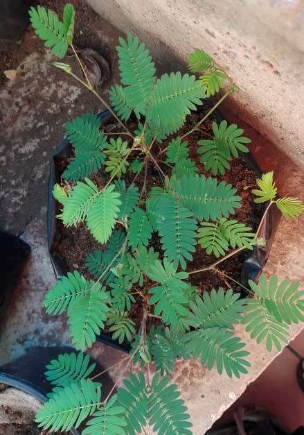 Mimosa Pudica - sensitive plant - flowering - grown from seed -medicinal