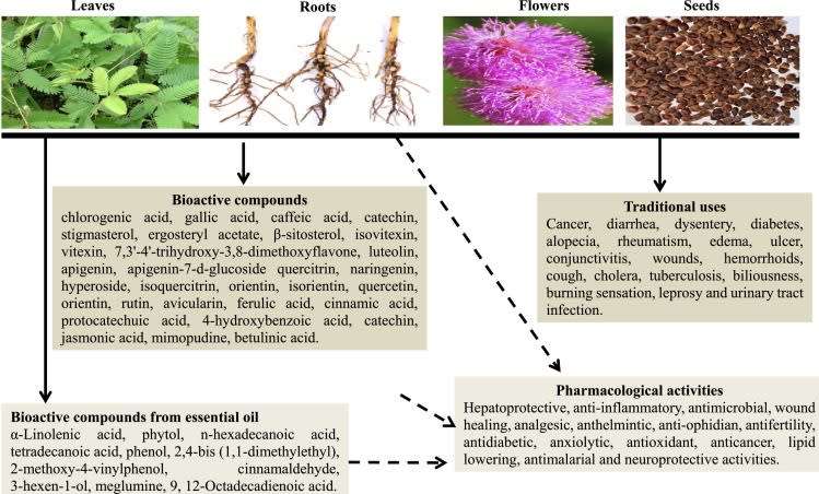 Mimosa Pudica - sensitive plant - flowering - grown from seed -medicinal