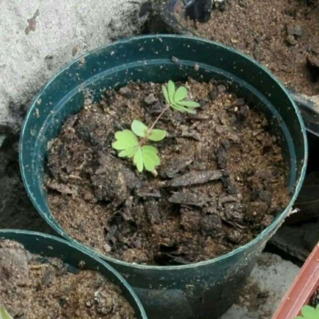 Mimosa Pudica - sensitive plant - flowering - grown from seed -medicinal