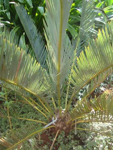 E . Friderici Guilielmi 13cm