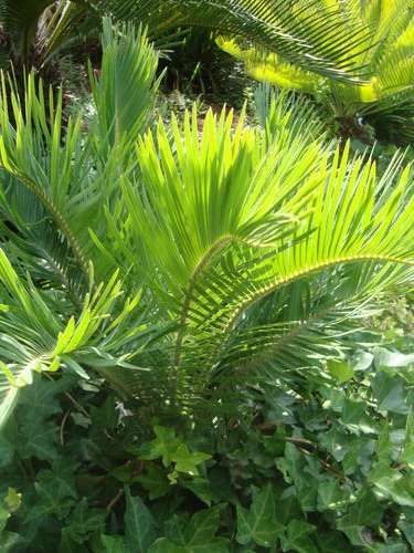 E . HUMILIS (BEAUTIFUL PLANT) 15CM