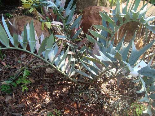 E. Horridus 7cm