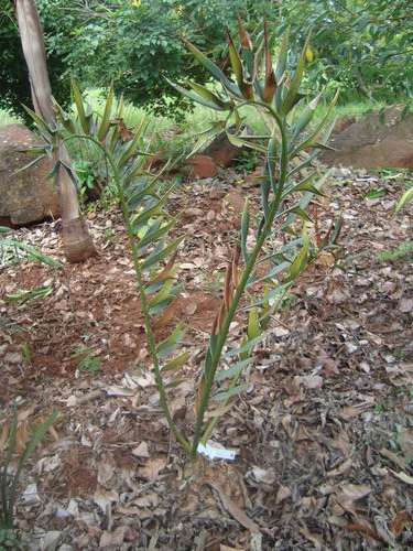 E. Trispinosus 17cm