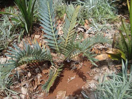 E. Trispinosus 11cm