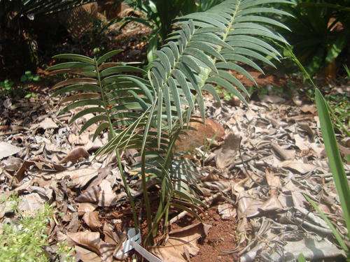 E. Inopinus 4cm