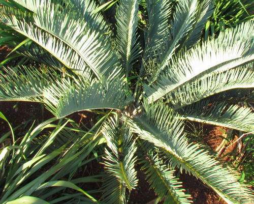 E. Friderici guilielmi 20cm (most perfect leaves)