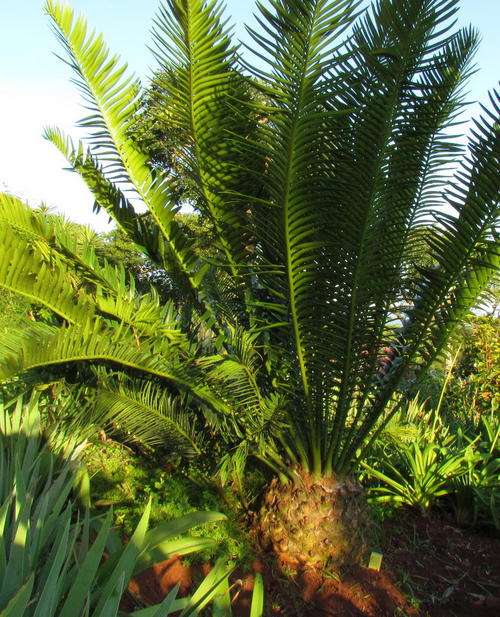 E. Lebomboensis 37cm