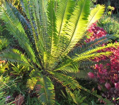 E. Transvenousus 25cm