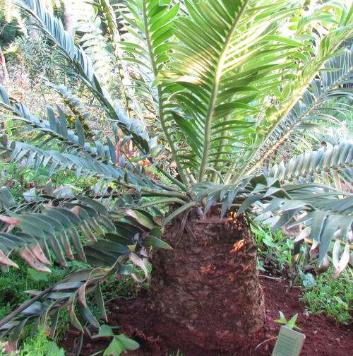E. Ngoyanus 22cm