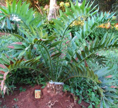 E. Arenarius 13cm (+1 pup)