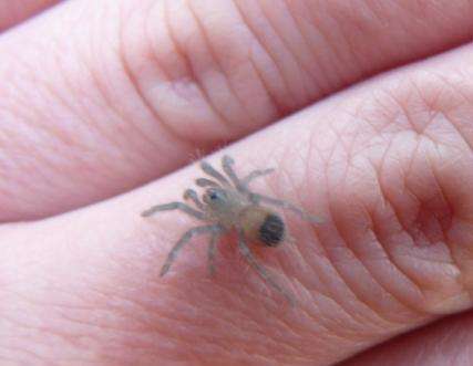 Curlyhair Tarantula slings (Brachypelma albopilosum)