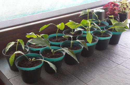Salvia divinorum