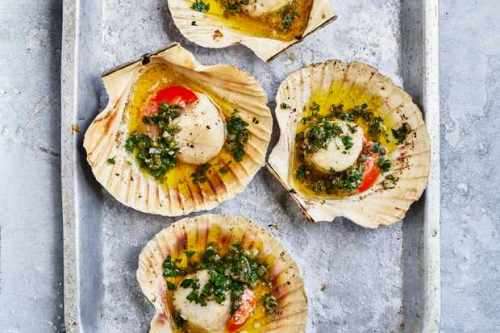 Shell "plates" ideal for a Starter 16 Shells in Pack  CLEARANCE SALE