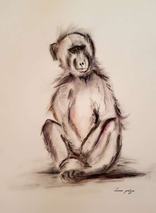 Ilona Petzer Baboon