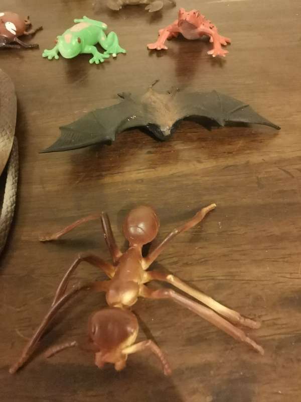 Creepies, Crawlies, Bugs and Slugs