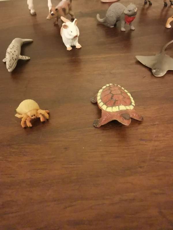 Highly Detailed Collection of Unique Animals