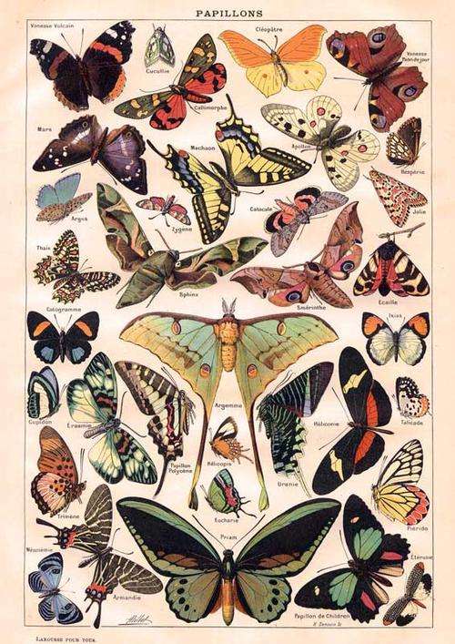 Lovely vintage botanical victorian butterfly poster print art A2 size
