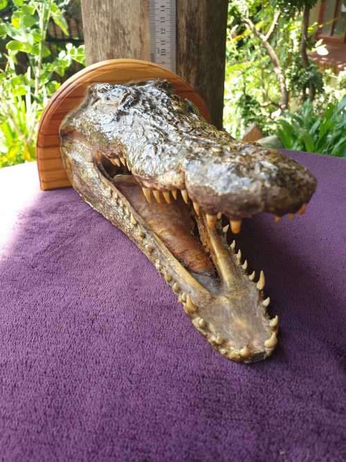 AWESOME CROCODILE HEAD