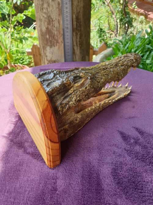 AWESOME CROCODILE HEAD