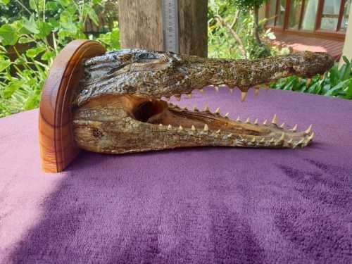 AWESOME CROCODILE HEAD