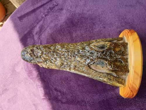 AWESOME CROCODILE HEAD