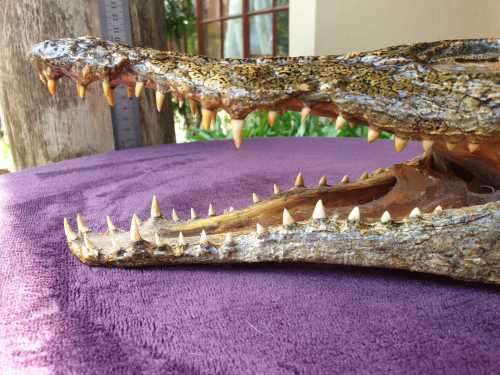 AWESOME CROCODILE HEAD