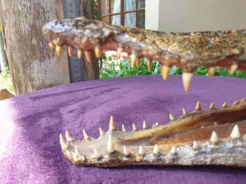 AWESOME CROCODILE HEAD