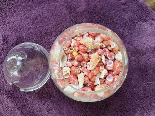 SMALL SHELLS IN A APPLE SHAPE GLASS