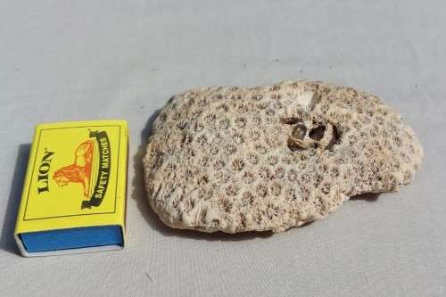 BEAUTIFUL PIECE OF BLUSHING STAR CORAL FOSSIL