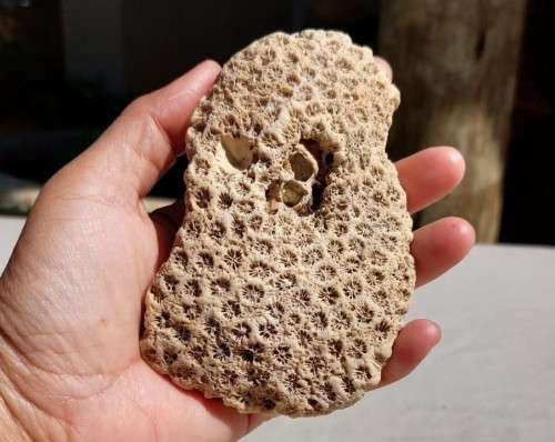 BEAUTIFUL PIECE OF BLUSHING STAR CORAL FOSSIL