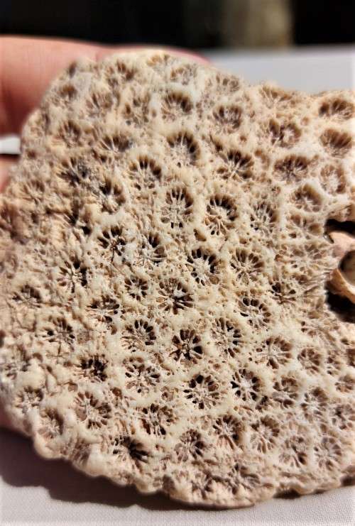 BEAUTIFUL PIECE OF BLUSHING STAR CORAL FOSSIL