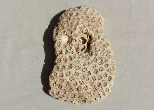 BEAUTIFUL PIECE OF BLUSHING STAR CORAL FOSSIL
