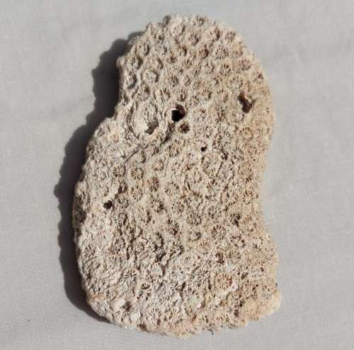 BEAUTIFUL PIECE OF BLUSHING STAR CORAL FOSSIL